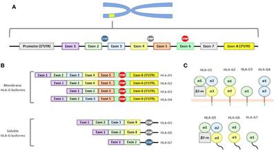 HLA-G: Too Much or Too Little? Role in Cancer and Autoimmune Disease